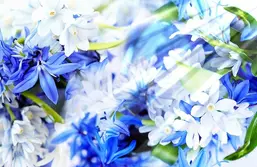 La Stanza Цветы f277 La Stanza Цветы f277