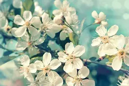 La Stanza Цветы f345 La Stanza Цветы f345