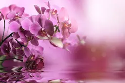 La Stanza Цветы f347 La Stanza Цветы f347