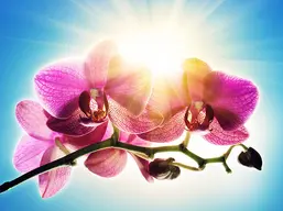 La Stanza Цветы f348 La Stanza Цветы f348
