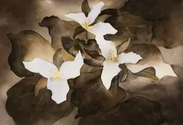 La Stanza f172 La Stanza f172