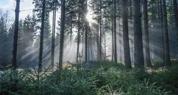 Ortograf Лес 5993 Ortograf Лес 5993