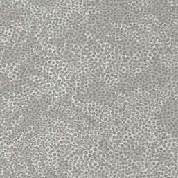 Обои Tiffany Reef RE49 Обои Tiffany Reef RE49