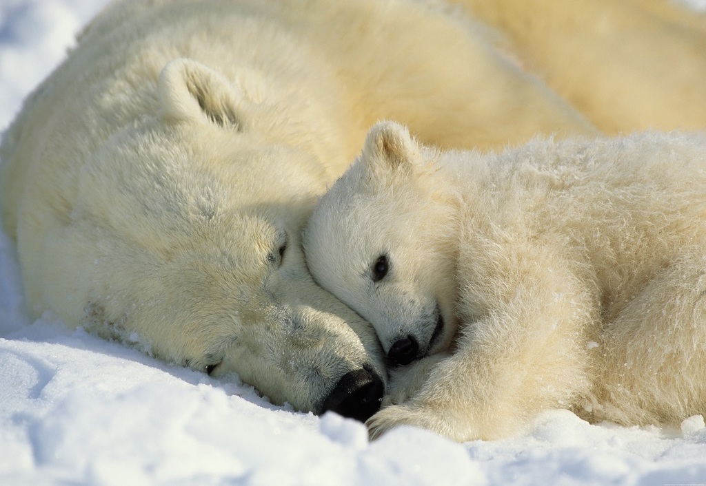 Фотообои Komar 184x127 1-605 Polar Bears  NG - фото 1