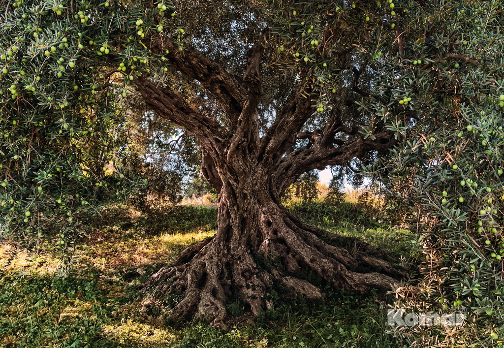  Komar 368x254 8-531 Olive Tree -  1