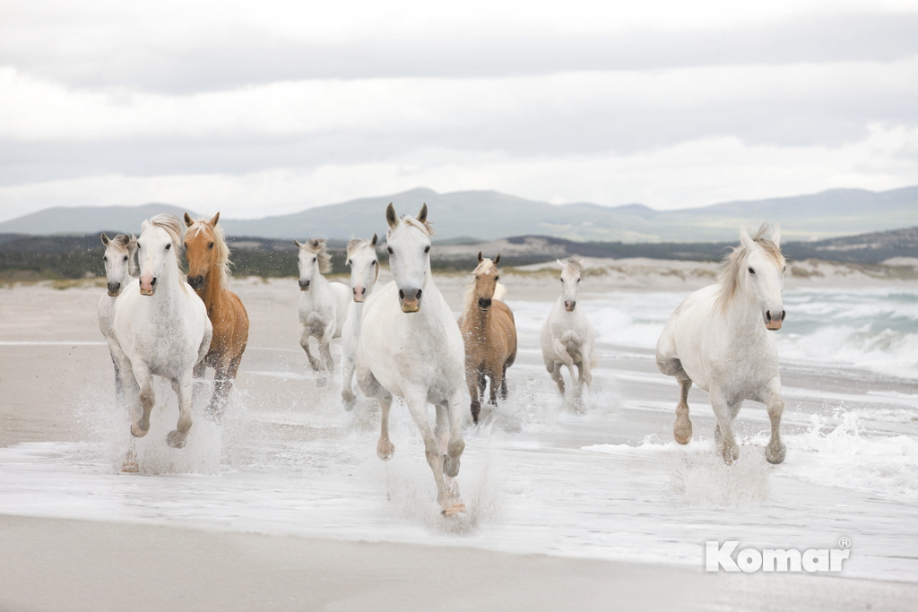  Komar 368x254 8-986 White Horses -  1