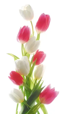  Antimarker ���������� 1-A-107