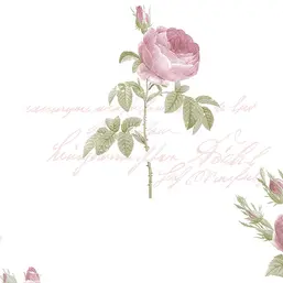 Aura Rose Garden  CG28820