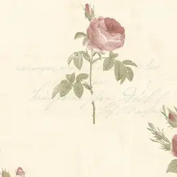  Aura Rose Garden  CG28861