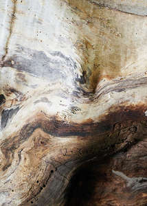  Casadeco Woods 8615 15 75