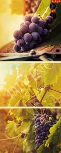 Рулонные шторы Divino Bon Appetit MRB-0057-3-47