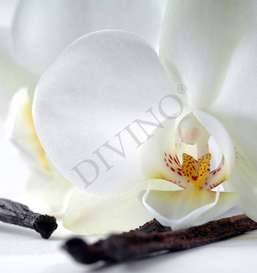   Divino  LRB-0122-1-124