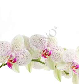   Divino  LRB-0124-1-124