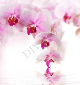   Divino  LRB-0125-1-124