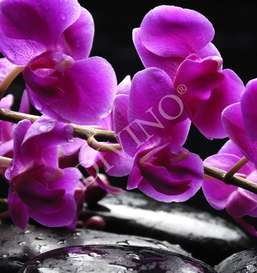   Divino  LRB-0130-1-124