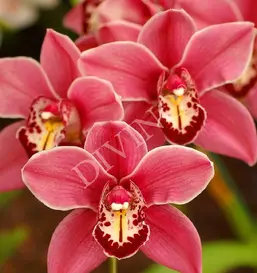  Divino ����� LRB-0133-1-124