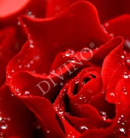   Divino  LRB-0139-1-124