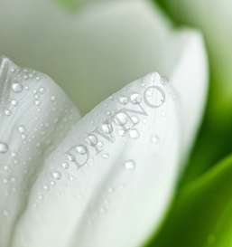   Divino  LRB-0143-1-124