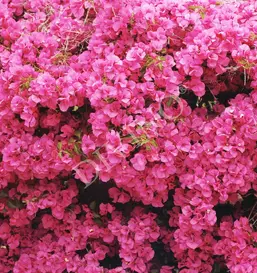  Divino ����� LRB-0148-1-124