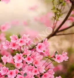  Divino ����� LRB-0152-1-124