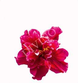   Divino  LRB-0165-1-124