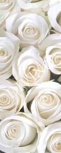   Divino  MRB-0206-3-47