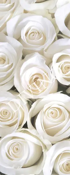  Divino ����� MRB-0206-3-47