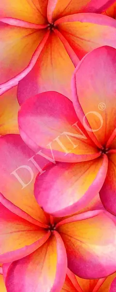  Divino  MRB-0216-3-47