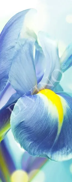  Divino ����� MRB-0219-3-47