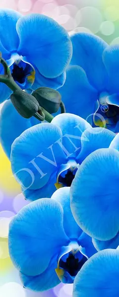  Divino ����� MRB-0225-3-47