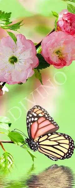  Divino  MRB-0227-3-47