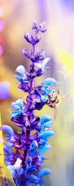  Divino ����� MRB-0229-3-47