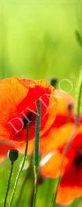   Divino  MRB-0234-3-47