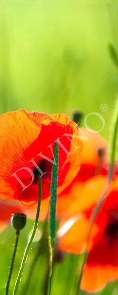  Divino  MRB-0234-3-47