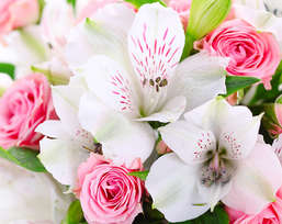  Divino Decor 2.38*3 C1-380