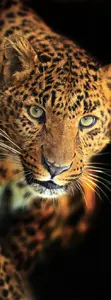 Фотообои Divino Decor 2.70*1 A1-084 - фото 1