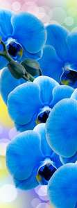  Divino Decor 2.70*1 A1-088