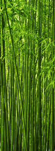  Divino Decor 2.70*1 C1-270