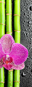 Фотообои Divino Decor 2.70*1 C1-286