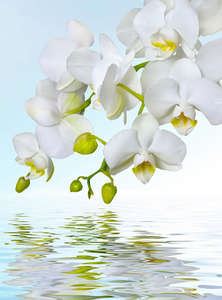  Divino Decor 2.70*2 C1-244