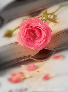 Фотообои Divino Decor 2.70*2 C1-246