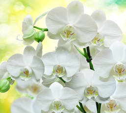  Divino Decor 2.70*3 B1-085