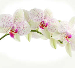  Divino Decor 2.70*3 C1-394