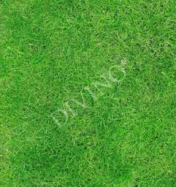  Divino ,  LRB-0243-1-124