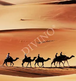  Divino  LRB-0110-1-124