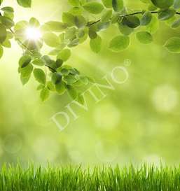   Divino  LRB-0113-1-124