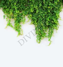   Divino  LRB-0117-1-124