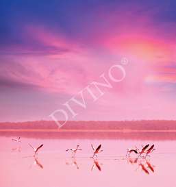   Divino   LRB-0305-1-124