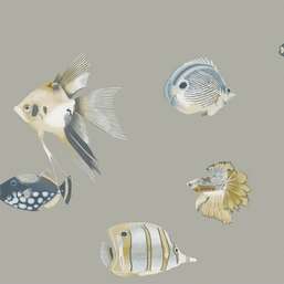 Harlequin Anthozoa 111646