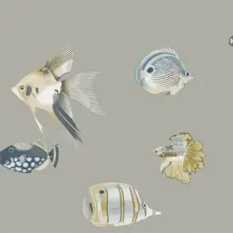  Harlequin Anthozoa 111646